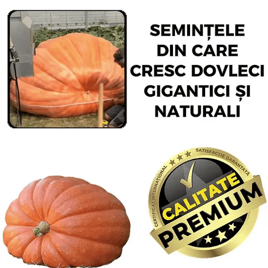Semințe Dovleac Uriaș - GiantGrow™