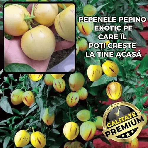 Semințe Pepene Exotic - PepinoGrow™